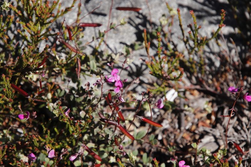 Indigofera sarmentosa, photographed by Tony Rebelo
