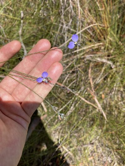Comesperma defoliatum, photographed by Thomas Mesaglio