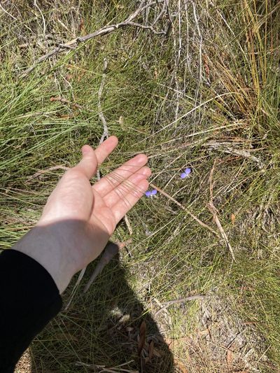 Comesperma defoliatum, photographed by Thomas Mesaglio