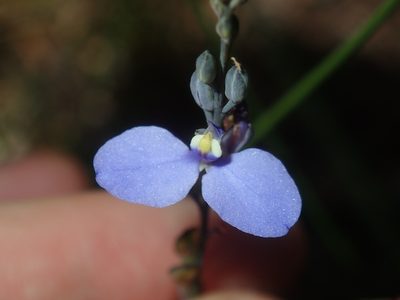 Comesperma defoliatum, photographed by Thomas Mesaglio