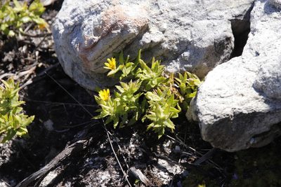 Nephrotheca ilicifolia, photographed by Tony Rebelo