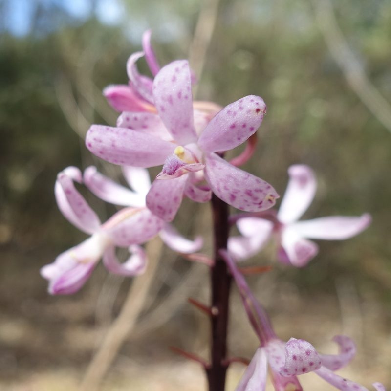 Dipodium roseum, photographed by yatesy