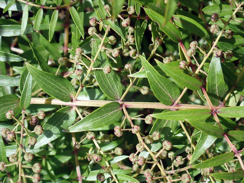 Coriaria pteridoides, photographed by Peter de Lange
