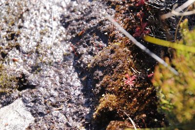 Utricularia bisquamata, photographed by Tony Rebelo