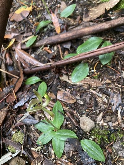 Chiloglottis gunnii, photographed by krumpianking