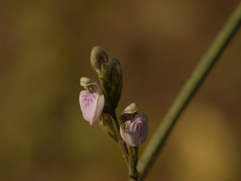 Justicia wynaadensis, photographed by Dinesh Valke