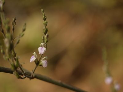 Justicia wynaadensis, photographed by Dinesh Valke