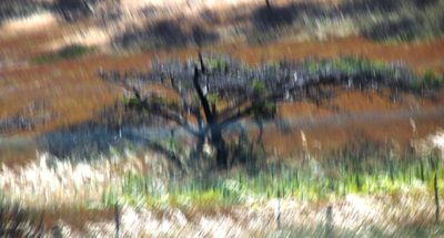 Vachellia sieberiana, photographed by Tony Rebelo