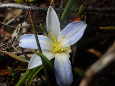 Herpolirion novae-zelandiae, photographed by Paul Bell-Butler