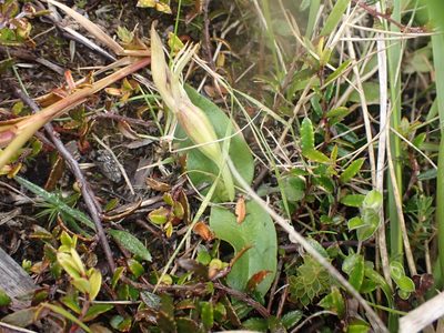 Chiloglottis cornuta, photographed by Paul Bell-Butler