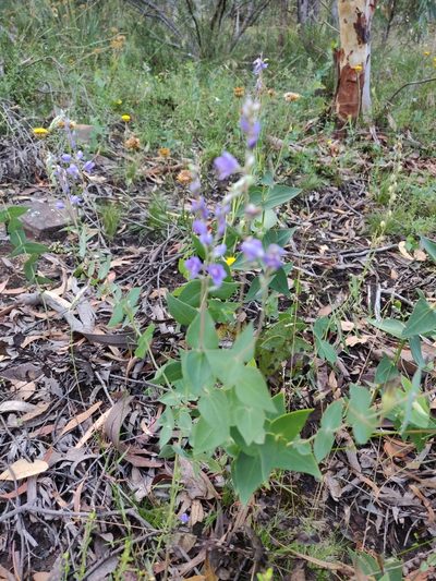 Veronica perfoliata, photographed by Donald Hobern