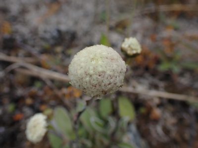 Craspedia uniflora, photographed by Paul Bell-Butler