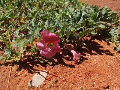 Harpagophytum procumbens, photographed by Ricus Nel
