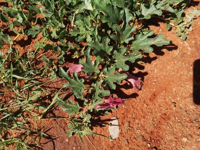 Harpagophytum procumbens, photographed by Ricus Nel