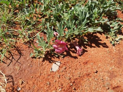 Harpagophytum procumbens, photographed by Ricus Nel