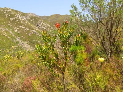 Aspalathus excelsa, photographed by Jeremy Gilmore