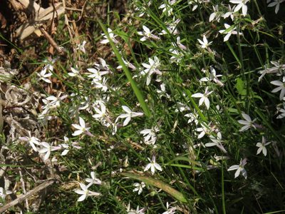 Lobelia pubescens, photographed by Jeremy Gilmore