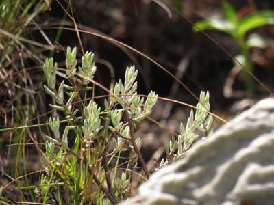 Crassula biplanata, photographed by Jeremy Gilmore