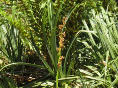 Carpha glomerata, photographed by Jeremy Gilmore