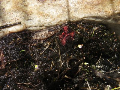 Drosera trinervia, photographed by Jeremy Gilmore