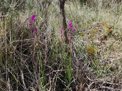Polygala nicaeensis, photographed by Flora_DUMO