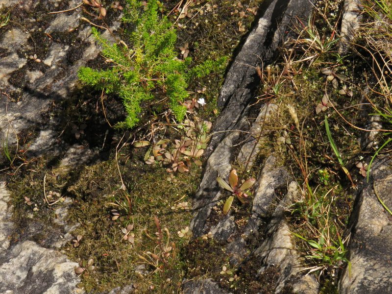 Wimmerella arabidea, photographed by Jeremy Gilmore