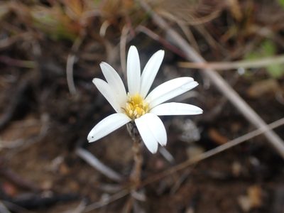 Celmisia gracilenta, photographed by Paul Bell-Butler