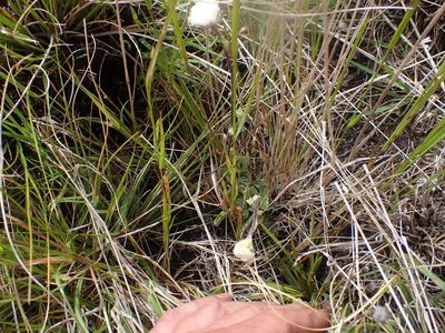 Craspedia uniflora, photographed by Paul Bell-Butler