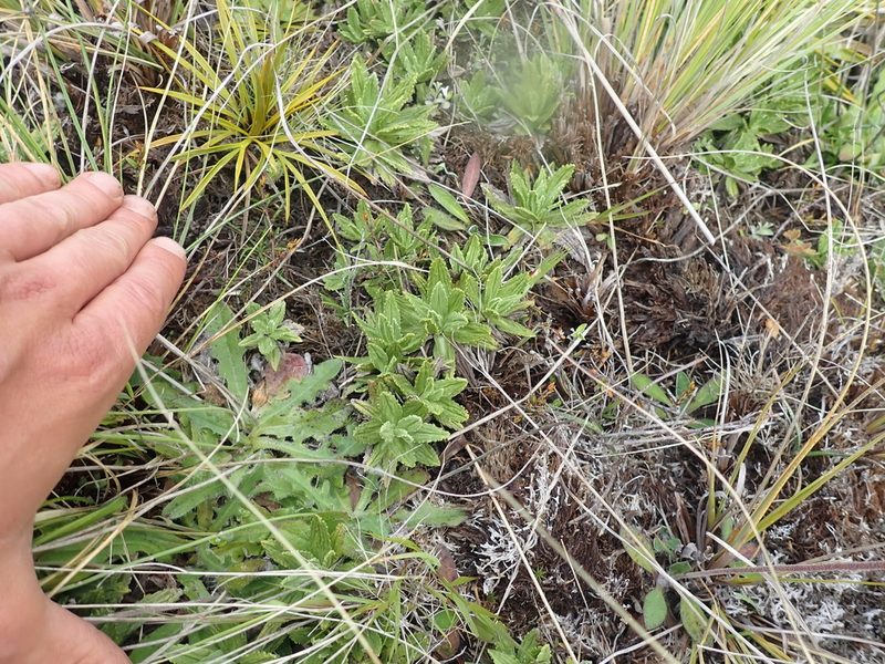 Celmisia prorepens, photographed by Paul Bell-Butler