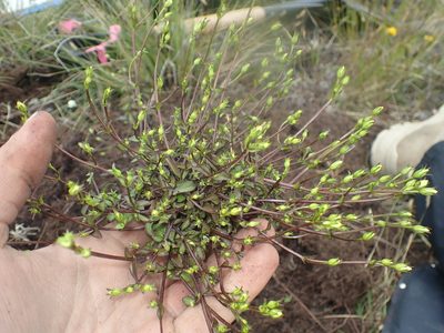 Gentianella grisebachii, photographed by Paul Bell-Butler