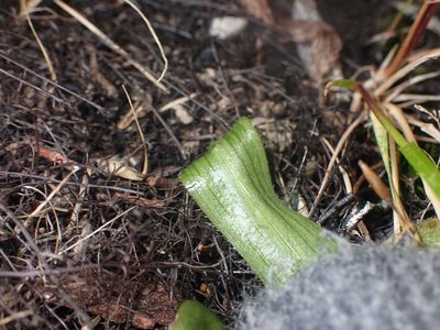 Aporostylis bifolia, photographed by Paul Bell-Butler