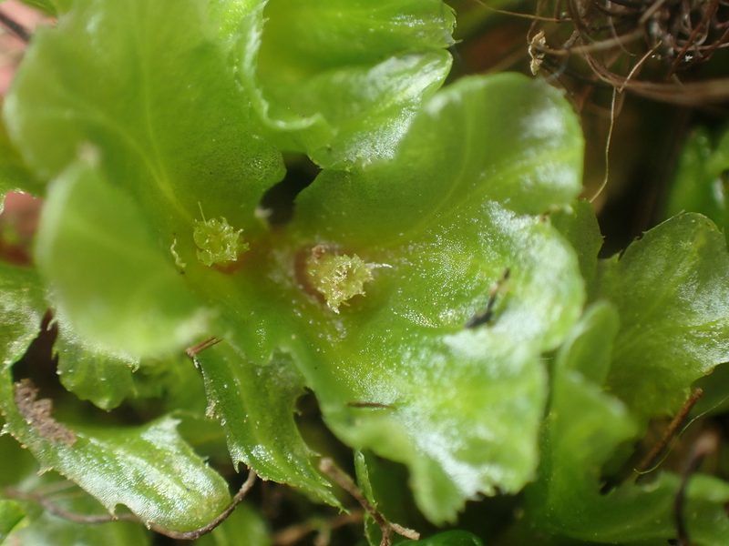 Jensenia connivens, photographed by Paul Bell-Butler