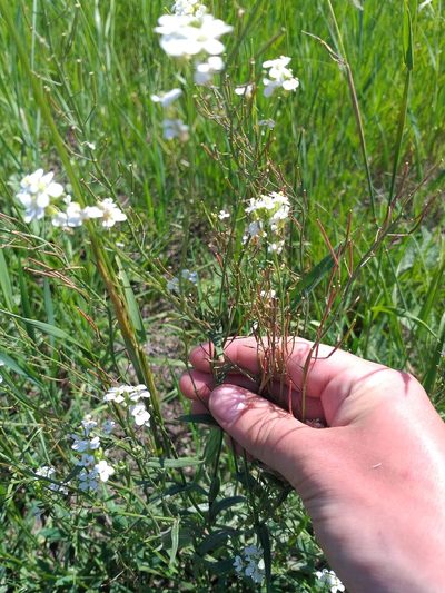Pseudoarabidopsis toxophylla, photographed by Dmitriy Bochkov