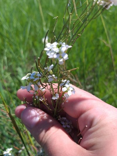Pseudoarabidopsis toxophylla, photographed by Dmitriy Bochkov
