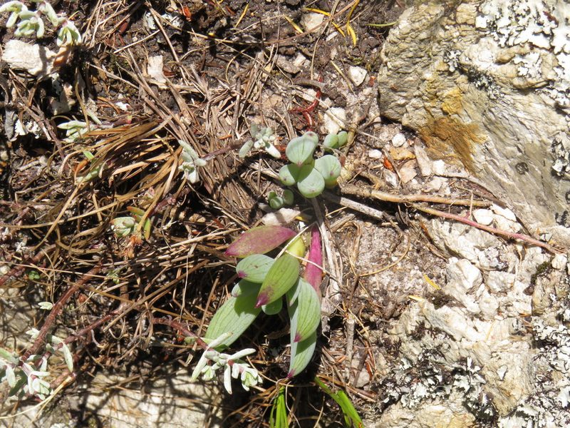 Curio crassulifolius, photographed by Jeremy Gilmore