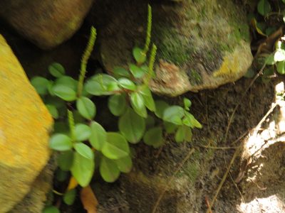 Peperomia retusa, photographed by Jeremy Gilmore