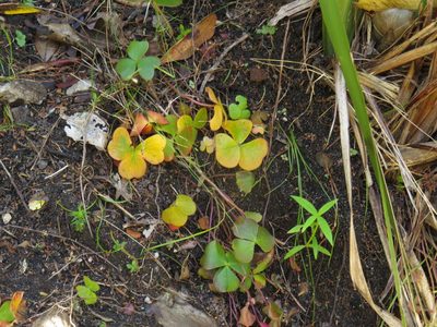 Oxalis truncatula, photographed by Jeremy Gilmore