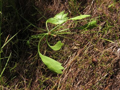 Centella triloba, photographed by Jeremy Gilmore