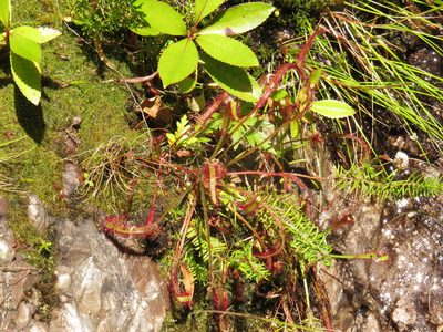 Drosera capensis, photographed by Jeremy Gilmore