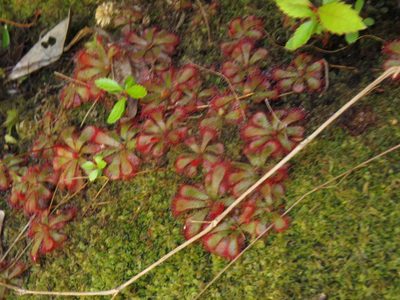 Drosera aliciae, photographed by Jeremy Gilmore