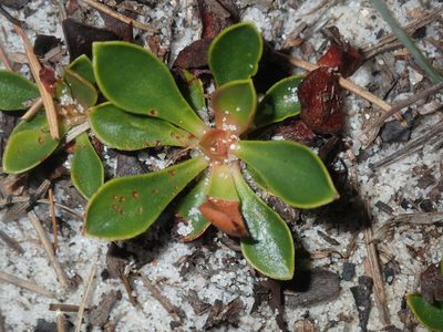 Stylidium ornatum, photographed by Thomas Mesaglio