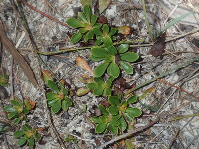 Stylidium ornatum, photographed by Thomas Mesaglio