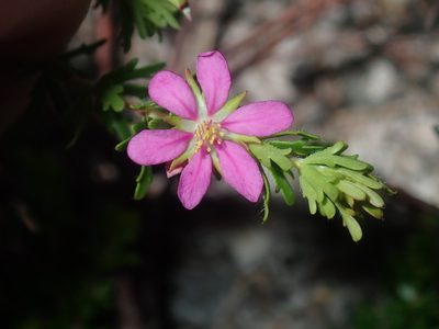 Bauera capitata, photographed by Thomas Mesaglio