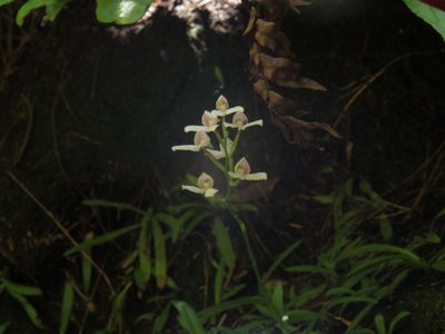 Disa tripetaloides, photographed by Jeremy Gilmore