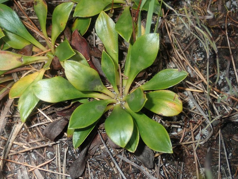 Stylidium ornatum, photographed by Thomas Mesaglio
