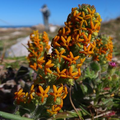 Manulea tomentosa, photographed by Diana Studer