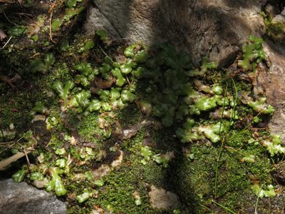 Marchantia berteroana, photographed by Jeremy Gilmore
