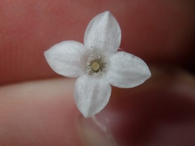 Mitrasacme polymorpha, photographed by Thomas Mesaglio