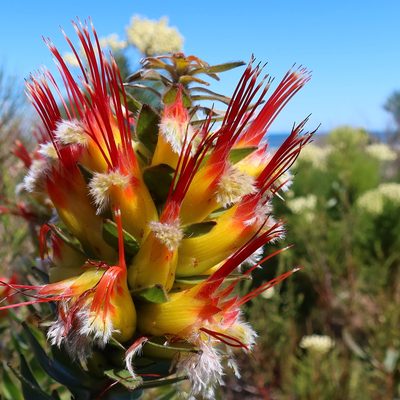 Mimetes hirtus, photographed by Diana Studer