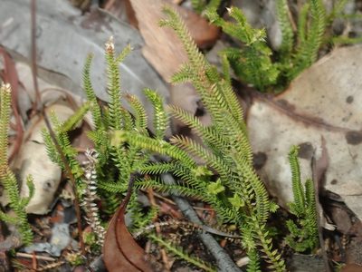 Selaginella uliginosa, photographed by Thomas Mesaglio